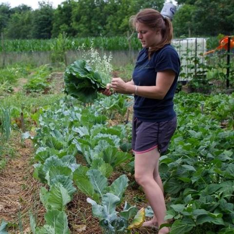 A student collects garden produce on a farm