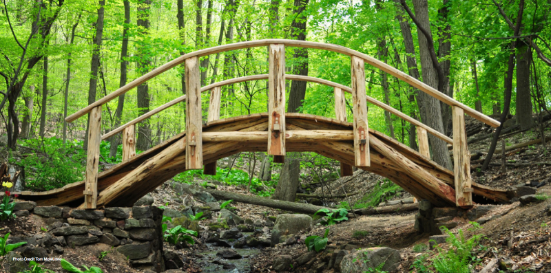 A wooden bridge stretches across a small stream in a green wood