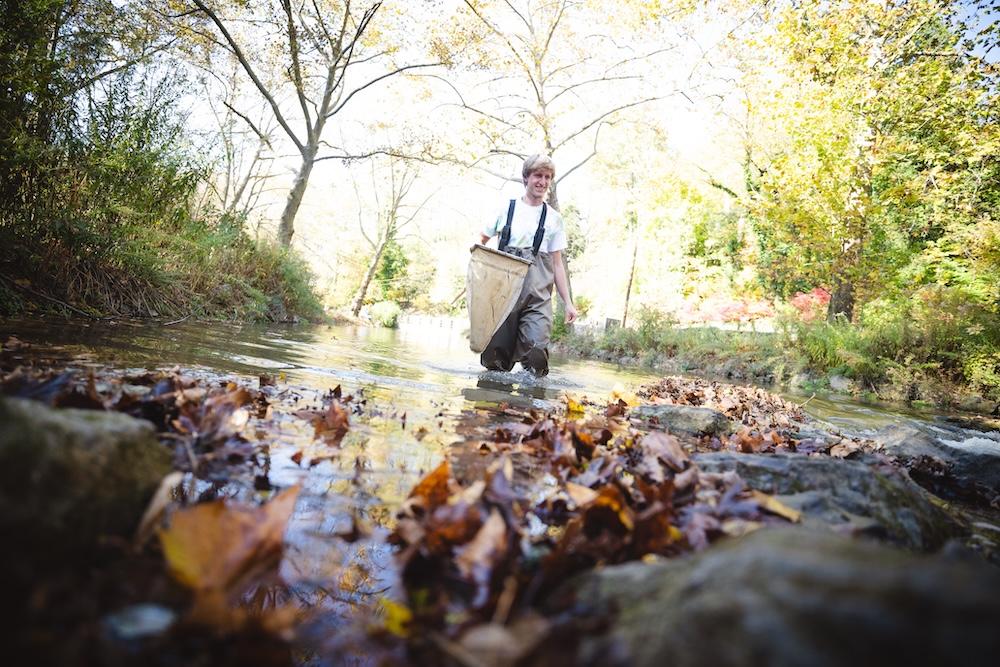 A student holds a net and walks through Monocacy creek in Bethlehem