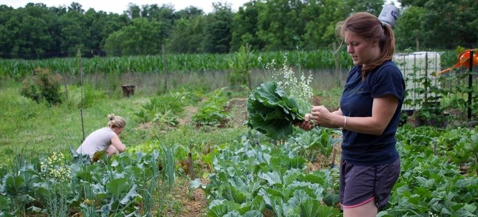 Students collect garden produce on a farm